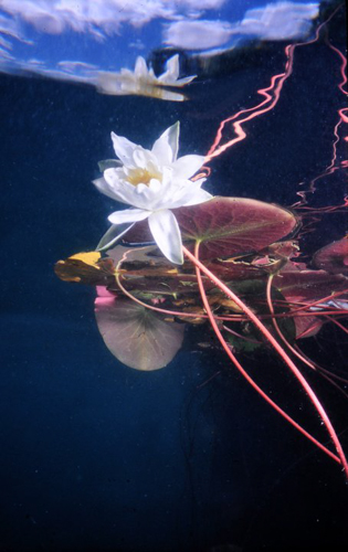 bled lake underwater 14