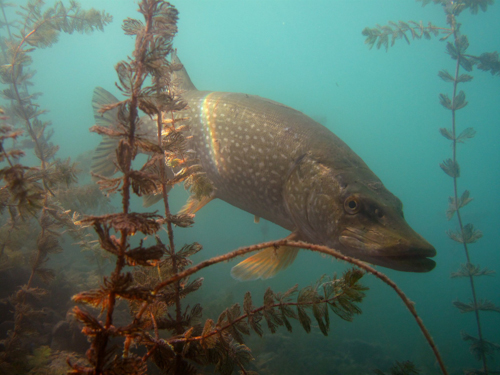 bled lake underwater 5