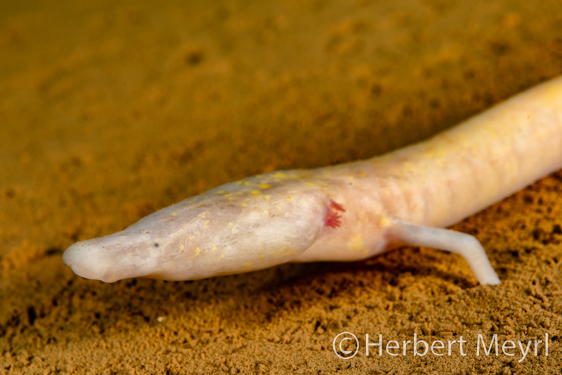 cave diving courses slovenia M5D5228 2 tecaj jamskega potapljanja slovenija